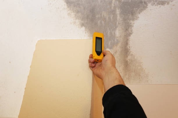 Best Basement Mold Removal  in Tunica, MS